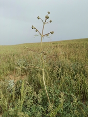 Prangos odontalgica