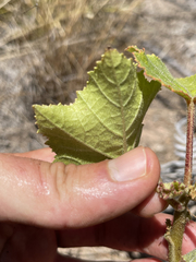 Hibiscus diversifolius diversifolius