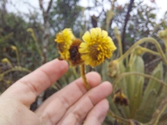 Espeletia occidentalis