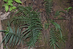 Polypodiopsida