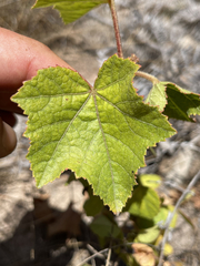 Hibiscus diversifolius diversifolius