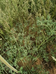 Prangos odontalgica