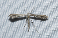 Hellinsia inquinatus