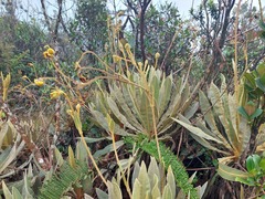 Espeletia occidentalis