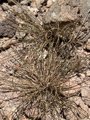 Bulbostylis nesiotica