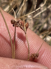 Bulbostylis nesiotica