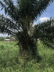Arecaceae