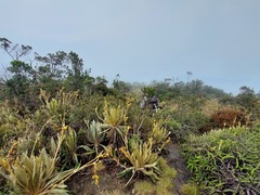 Espeletia occidentalis