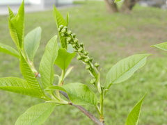 Prunus padus