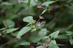 Angiospermae