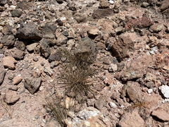 Bulbostylis nesiotica