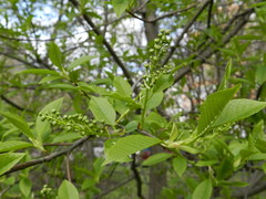 Prunus padus