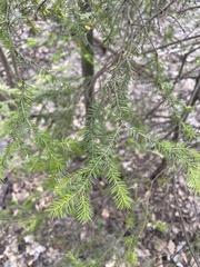 Picea abies