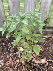 Ocimum × africanum