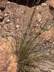 Bulbostylis nesiotica
