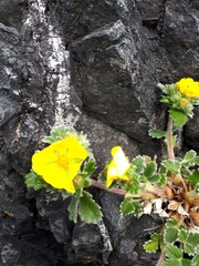 Potentilla × villosula