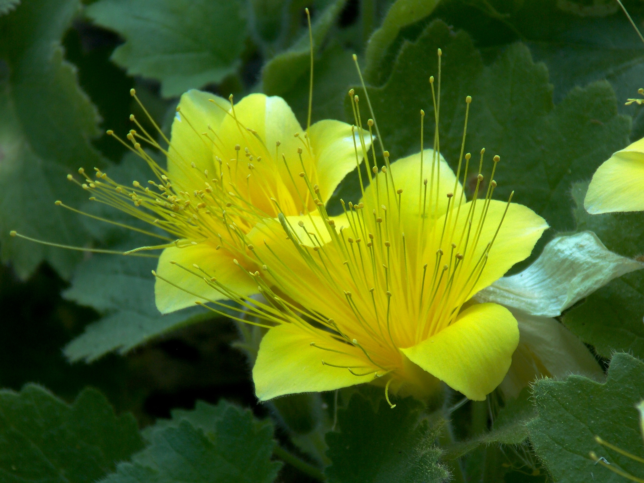 Eucnide bartonioides