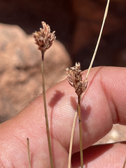 Bulbostylis nesiotica