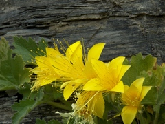 Eucnide bartonioides
