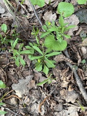 Ranunculus cassubicus