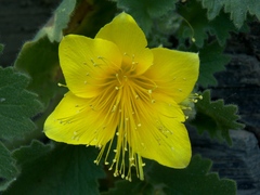 Eucnide bartonioides
