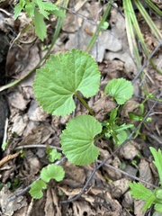 Ranunculus cassubicus