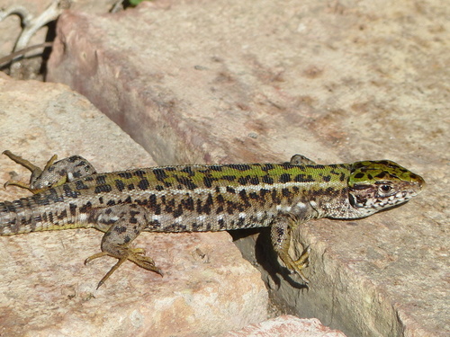 Lacerta viridis