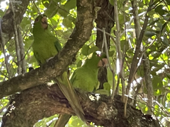Psittacara brevipes
