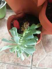 Echeveria runyonii