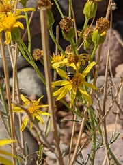 Lasioglossum sisymbrii