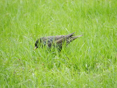 Sturnus vulgaris