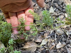 Galium mexicanum mexicanum