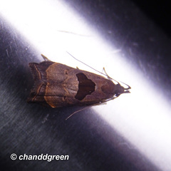 Helcystogramma hibisci