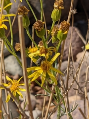 Lasioglossum sisymbrii