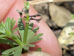 Galium mexicanum mexicanum