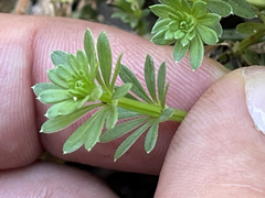 Galium mexicanum mexicanum
