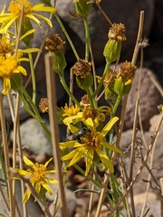 Lasioglossum sisymbrii