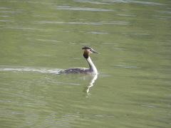 Podiceps cristatus