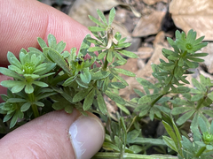 Galium mexicanum mexicanum