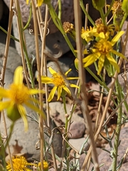 Lasioglossum sisymbrii