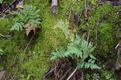 Polypodiopsida
