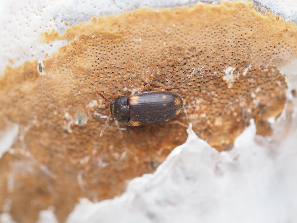Mycetophagus decempunctatus