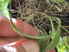 Acianthera unguicallosa