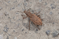 Tanymecus palliatus