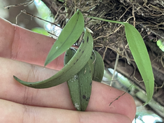 Acianthera unguicallosa
