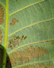 Caliroa quercuscoccineae