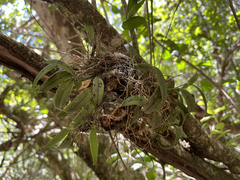 Acianthera unguicallosa