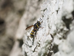 Sphiximorpha subsessilis