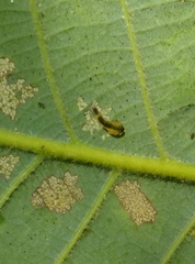 Caliroa quercuscoccineae