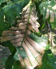 Caliroa quercuscoccineae